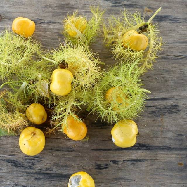 

Bauah permot(250gram)