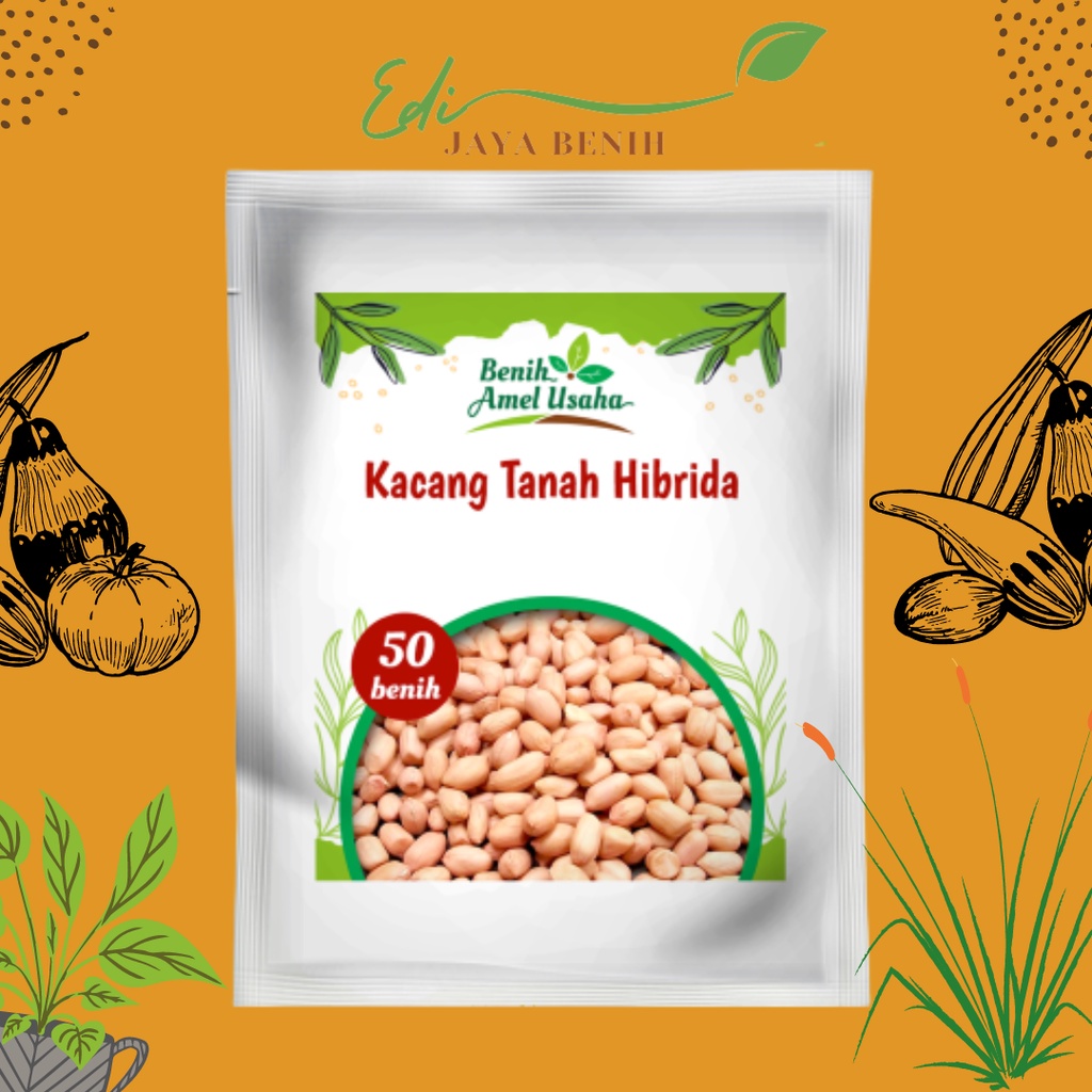 Jual Kacang tanah putih hibrida isi 50 biji / benih kacang tanah cepat