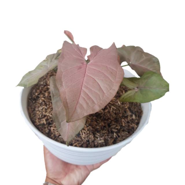 houseplant syngonium pink | Shopee Indonesia