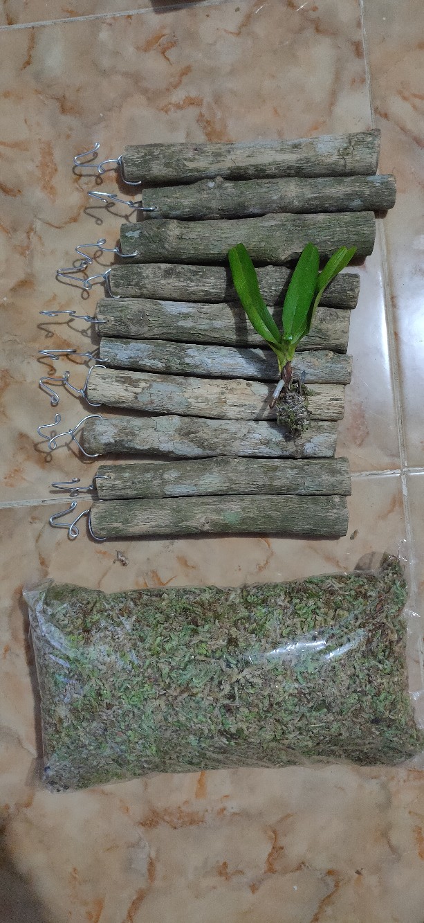 Jual Media Tanam Kayu Kopi Gantung Untuk Anggrek