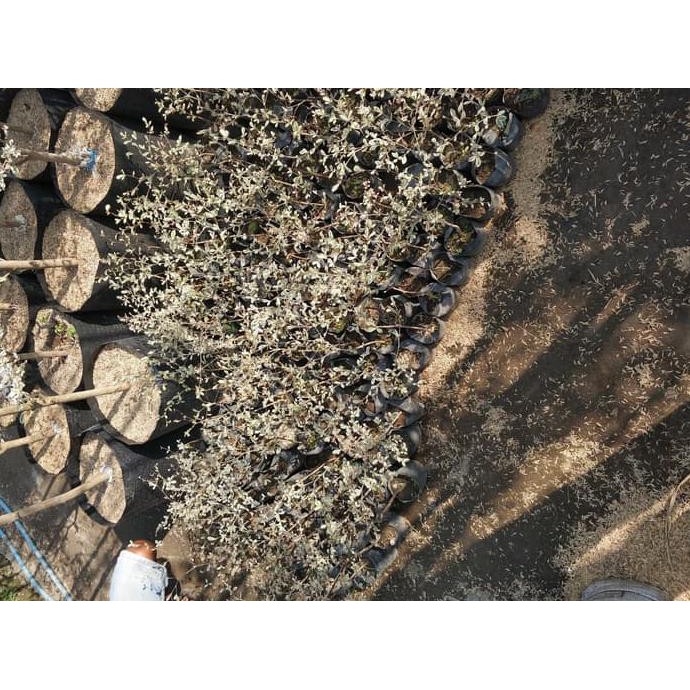 g5p jual bibit tanaman pohon ketapang kencana varigata putih bibit / biji