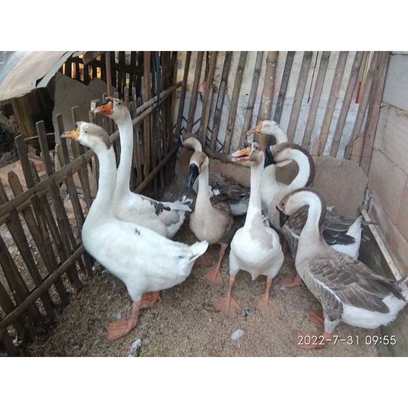 ANGSA INDUKAN SEPASANG ANGSA JANTAN DAN BETINA DEWASA SUDAH BERTELUR