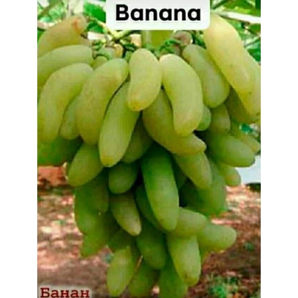 Anggur jenis Banana