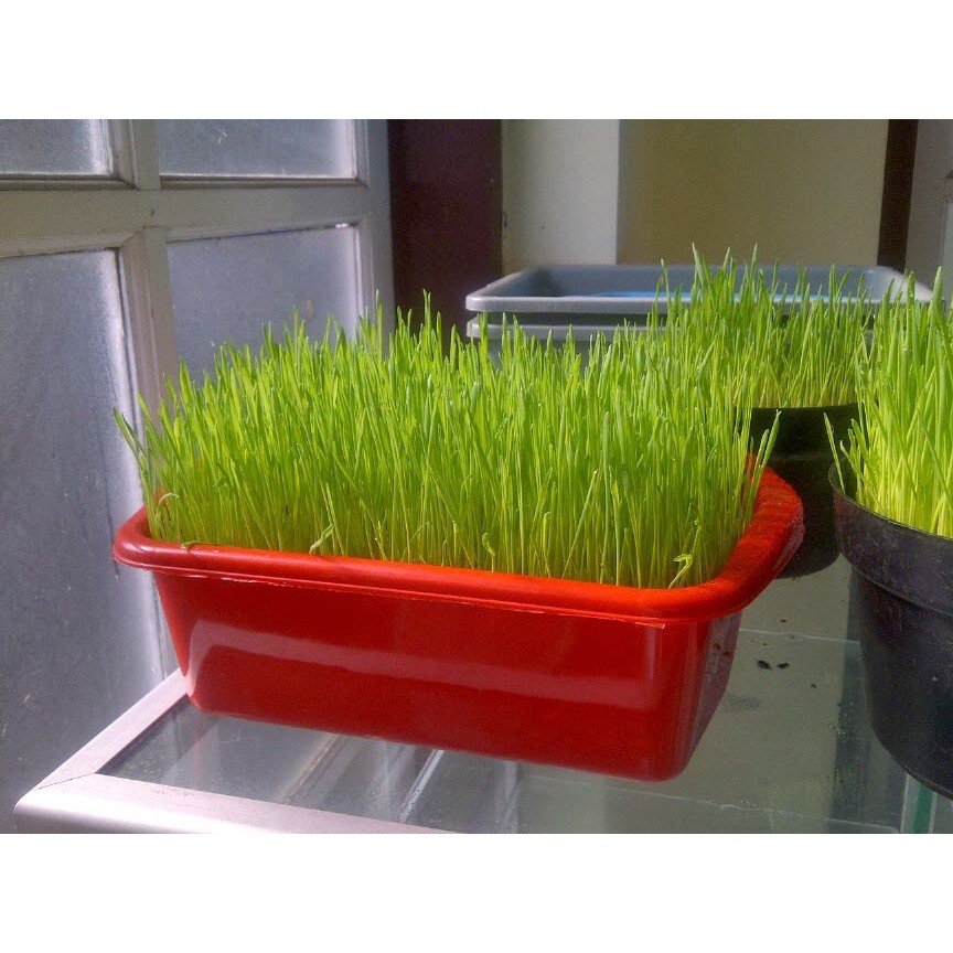 Bibit Benih Biji Wheatgrass Rumput Gandum Wheat Grass  - Bibit Tanaman Rumput Gandum Wheatgrass -COD