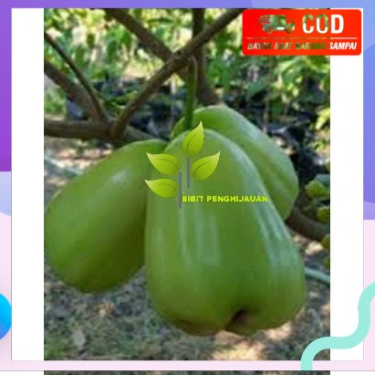 bibit jambu super green