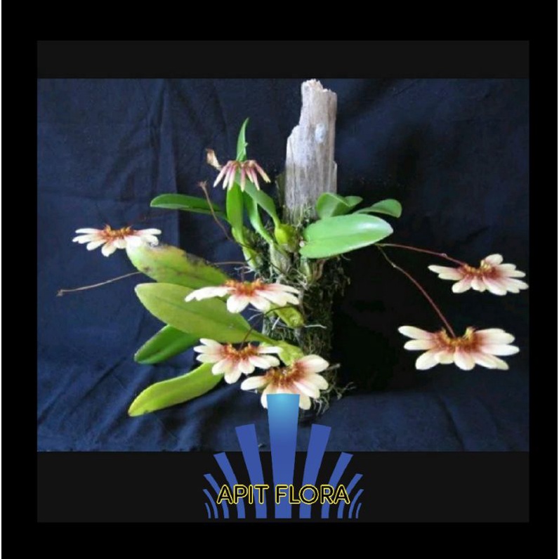 Anggrek Bulbophyllum Lepidum