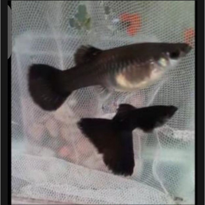 ikan hias guppy black moscow 6 jantan 6 betina (12 ekor)