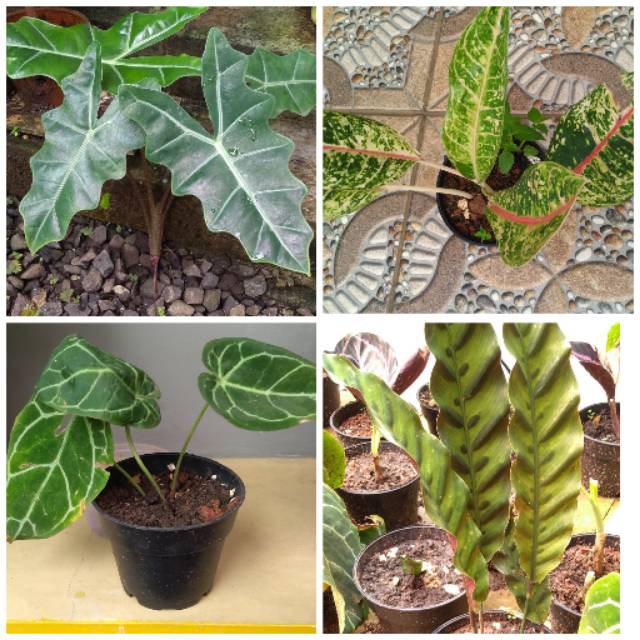 Paketan Tanaman Hias Kuping Gajah Aglonema Donacarmen Calathea Lancifolia Keladi Kelinci Shopee Indonesia