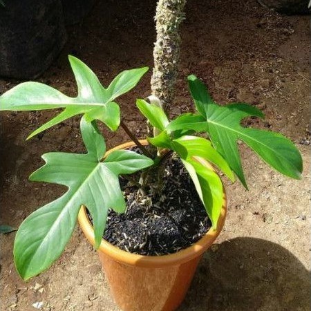 philodenndron florida ghost mint - philo florida