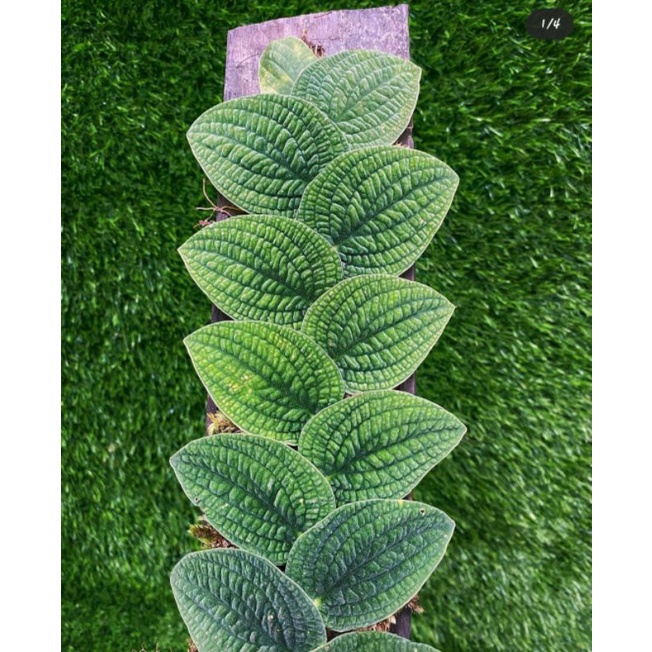 anakan tenuis silver +(bonus)