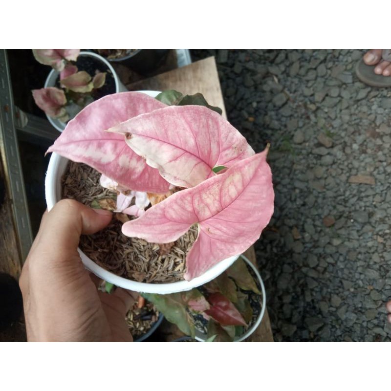 syngonium strawberry ice #syngonium #syngoniumpink