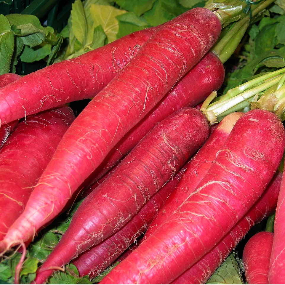 5 Benih Bibit Lobak Merah F1 Hibrida Rosy Sayuran Red Radish Known You Seed Tanaman Sayur Unggul