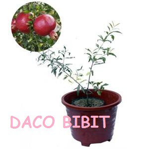 TANAMAN BUAH DELIMA MERAH