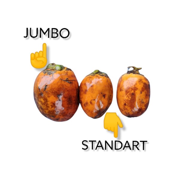 Bibit Pinang Betara Quality Jumbo / A+
