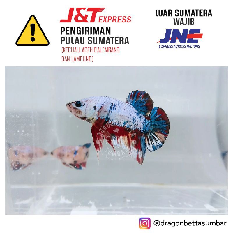 Ikan Cupang Indukan Multicolor 1 Pair Siap Pijah Sesuai Gambar (Limited)