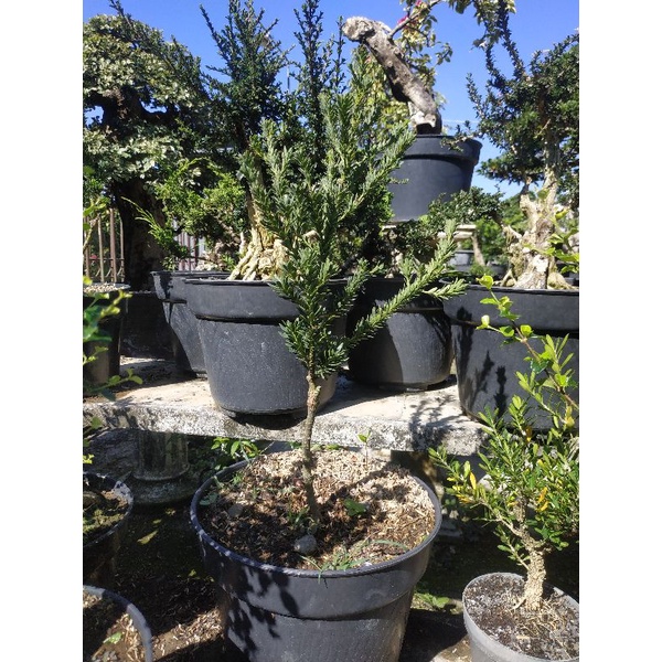 Bahan Bonsai Lohansung Micro Impor