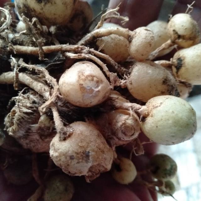 

Temu Pepet 500gram~Temu Putri~ KaempferiaRotunda