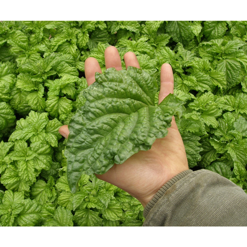 Benih Bibit Biji - Basil Tuscany Leaf Lettuce Herb Seeds - IMPORT