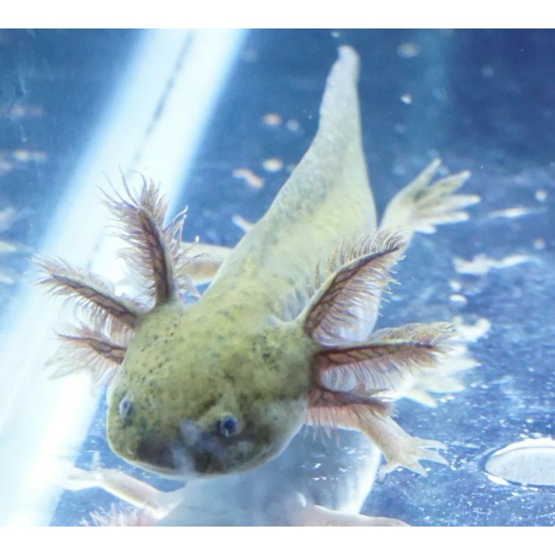AXOLOTL SALAMANDER TIGER DARKWILD 9cm IKAN HIAS HIASAN AQUARIUM