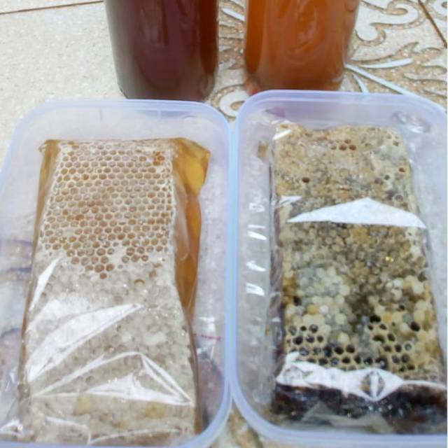 

Madu asli dalam sarang