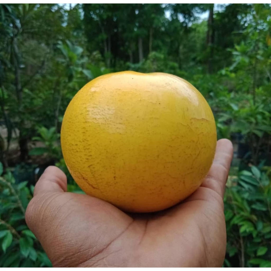 Bibit Sawo Abiu/Tanaman Sawo Abiu