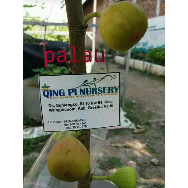bibit fresh cangkok buah tin jenis langka PALAU