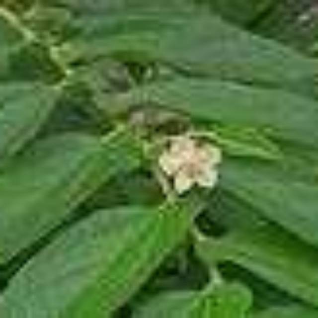 

Daun kersen/solak