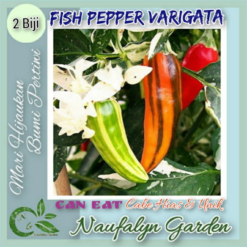 2 Benih Cabe Hias Fish Pepper Varigata Benih Biji Bibit Cabe Hias Import Berkualitas