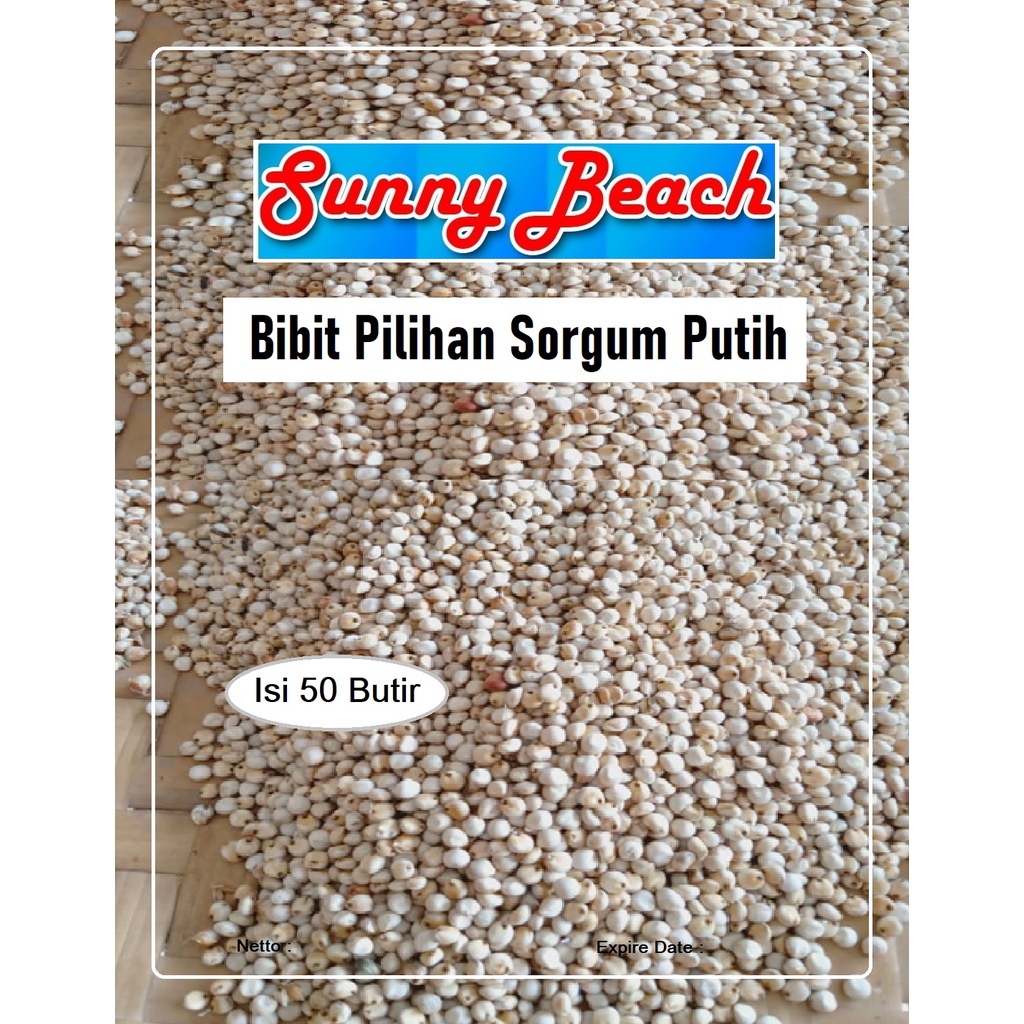 Bibit Pilihan Sorgum Putih|Biji Benih Sorgum Putih|Sorghum Putih