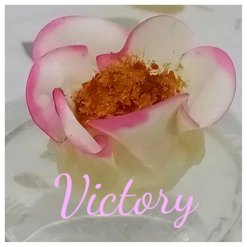 

Kulit Dimsum Victory Swekiau Gyoza Hakau Siomay Bulat