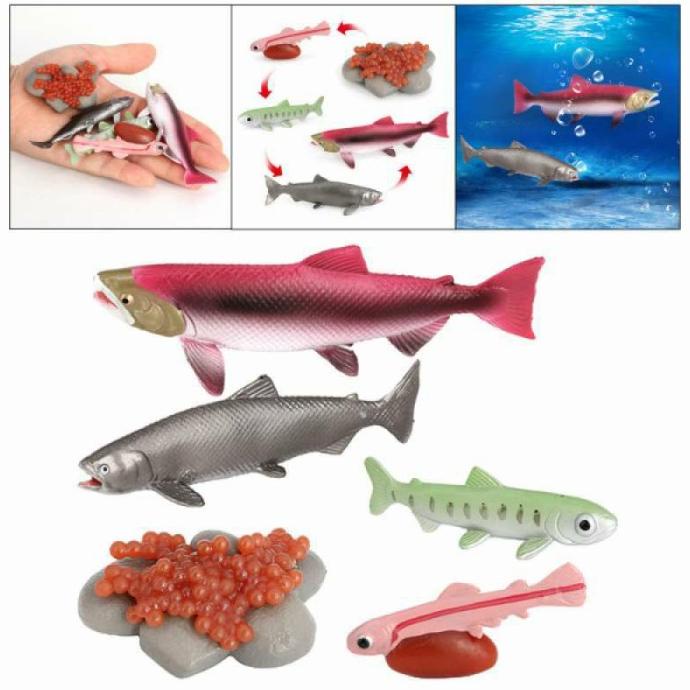 Ready stock] Life Cycle / Siklus Hidup Hewan / Binatang / Animal - Ikan Salmon Fish