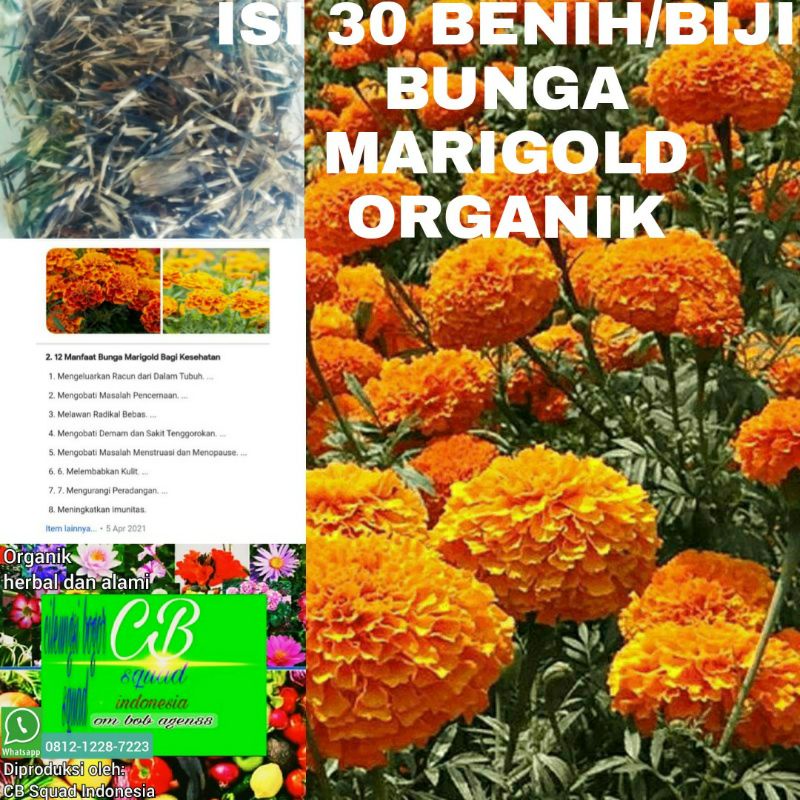 bunga marigold organik/30 benih/biji bunga marigold