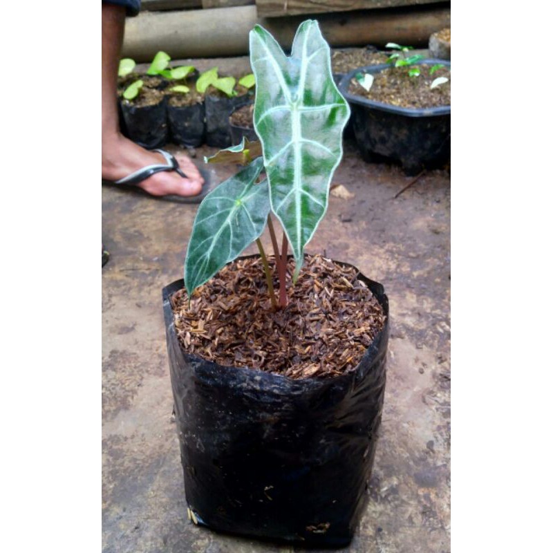 alocasia amazon