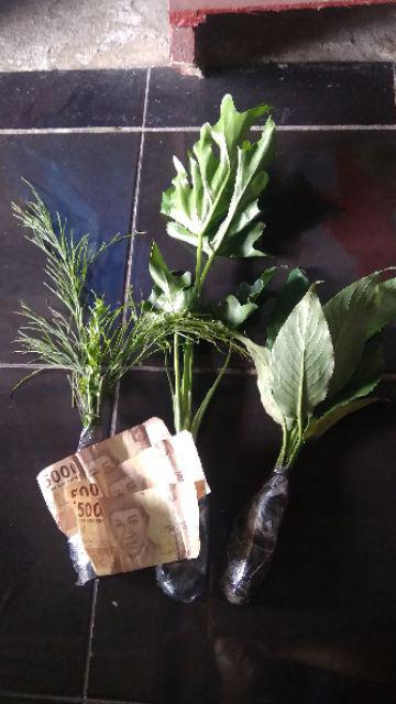 New Produck!! Tanaman Hias Peace Lili - Pohon Sepatu Flum - Peace