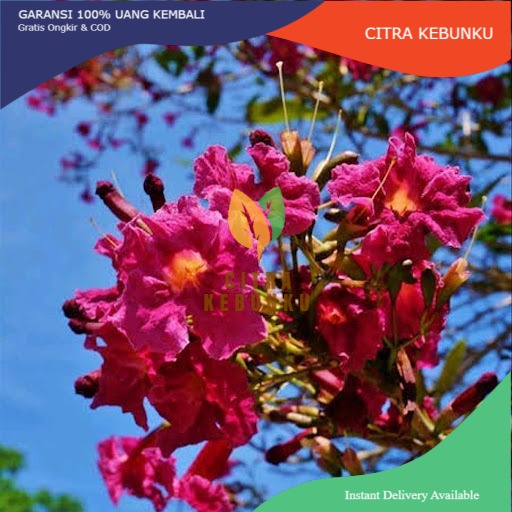 Bibit Bunga Sakura, Tabebuya Hasil Okulasi dan Biji | Tabebuya Merah, Pink, Putih, Kuning, Ungu