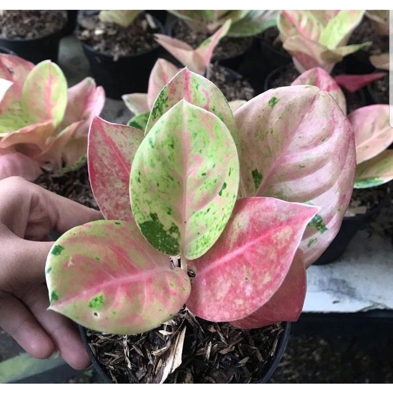 Bibit/anakan Aglonema emerald