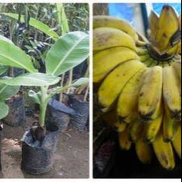 Pisang Kepok