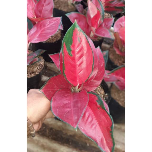 Aglonema Suksom jaipong Dewasa