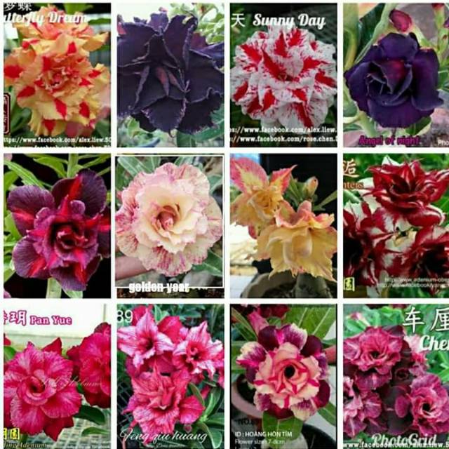 Adenium bunga tumpuk