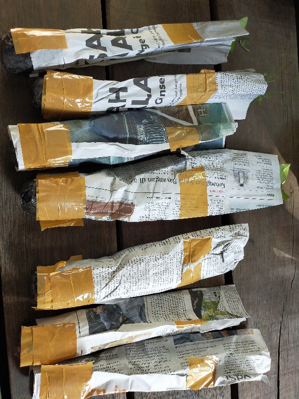 Tanaman Hias Gantung Air Mancur Bunga Putih