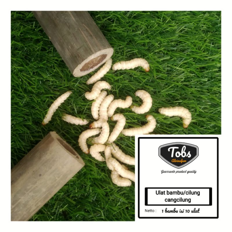 ulat bambu/cilung/cangcilung/ulat bumbung/pakan burung pakan reptil pakan ikan