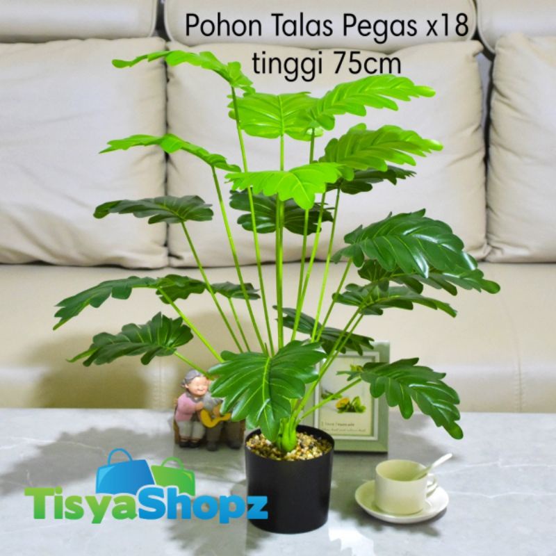 Daun Talas Pegas / Daun Keladi / Daun Monstera x18