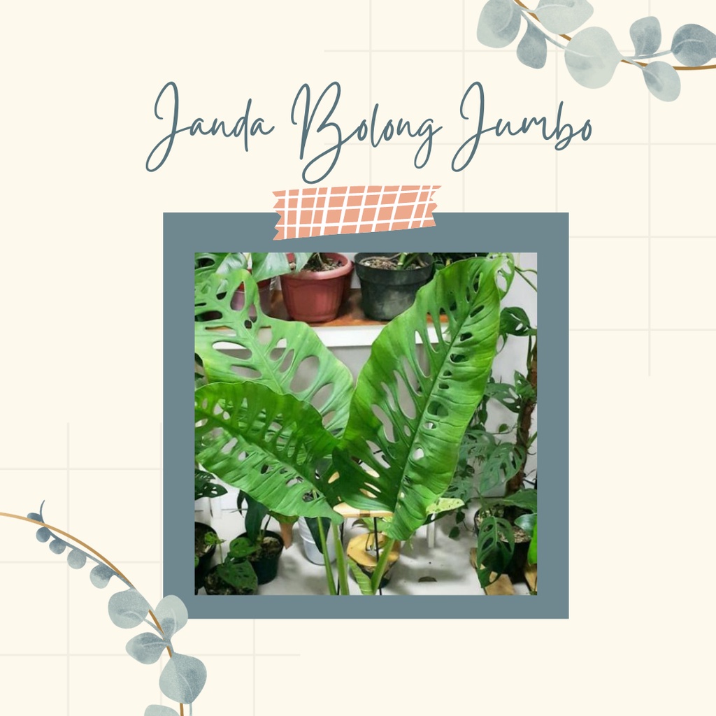 TANAMAN HIAS JANDA BOLONG JUMBO TANAMAN GIANT JANDA BOLONG