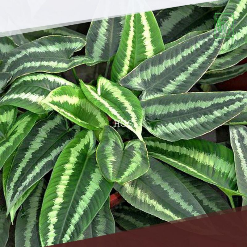 Tanaman Homalomena Schismatoglottis