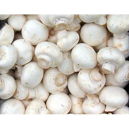 

Promo !! Jamur Champignon / Jamur Kancing Fresh (Khusus Area Jabodetabek) Terbaru