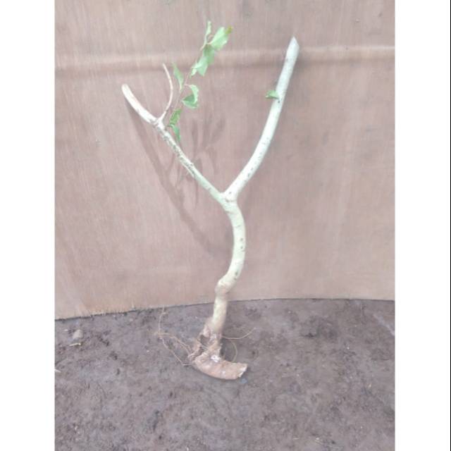 Bahan bonsai rukem berkarakter (dongkelan)