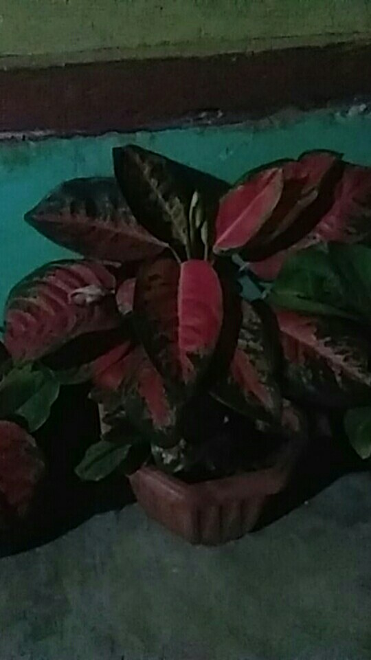 Urung Kapuk Guling/bungkus Kapuk/kulit Kapuk Motif/termurah!!!