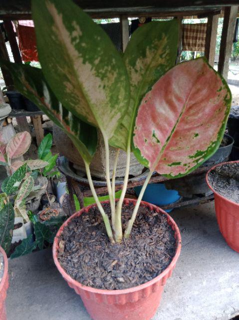 Bibit Aglonema Kocin Merah