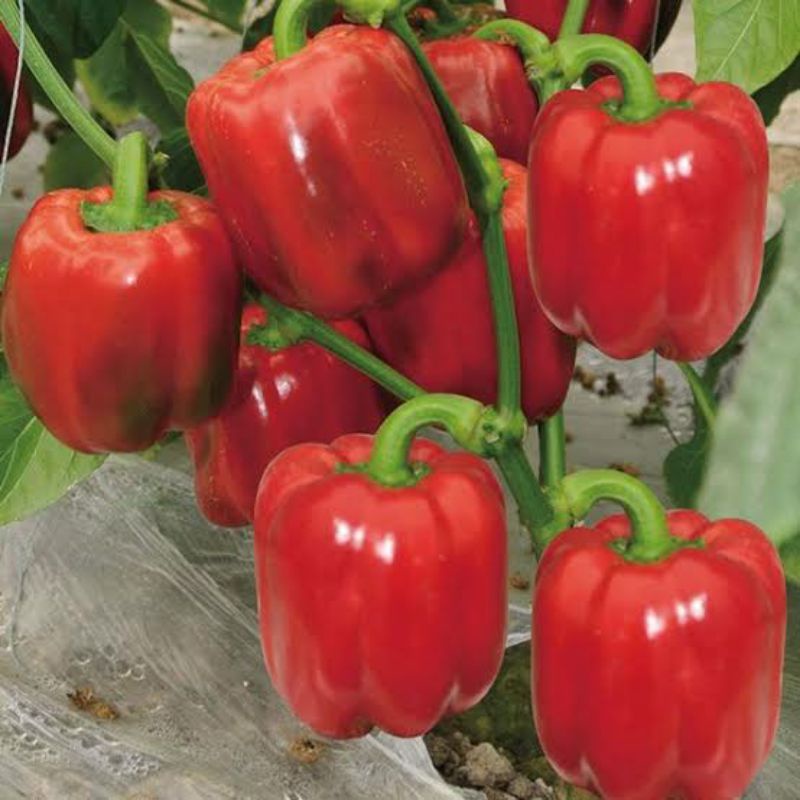 paprika red star- paprika merah benih biji