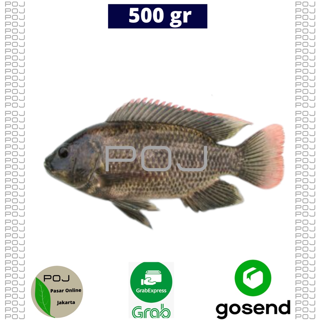 

Ikan Mujahir Segar 500 gr✓ikan Mujahir HIdup✓Ikan Mujahir Segar✓Ikan Mujaer✓Ikan Mujahir Tawar✓POJ